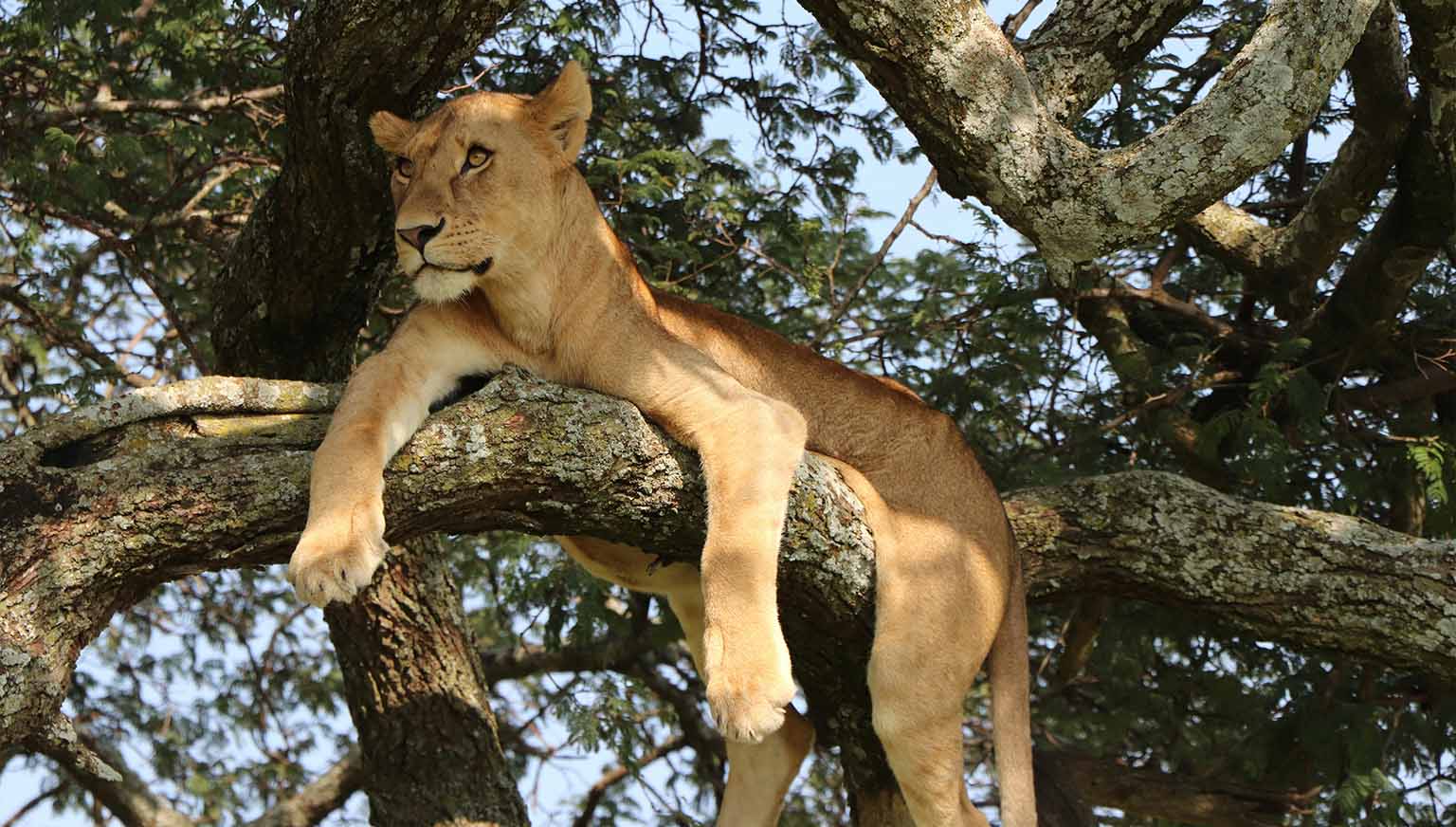 Animals You Can Only See in Tanzania