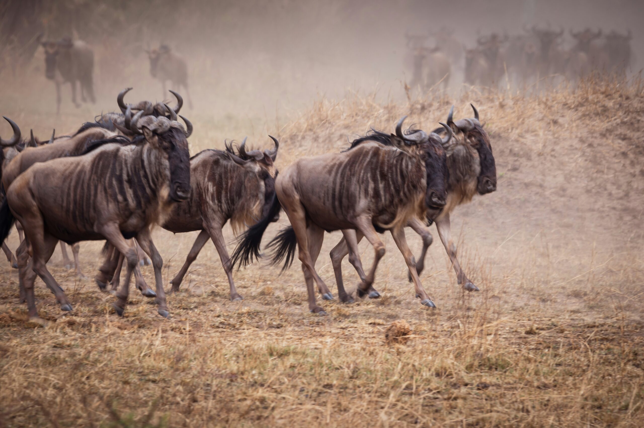 Best Months to Witness the Great Migration